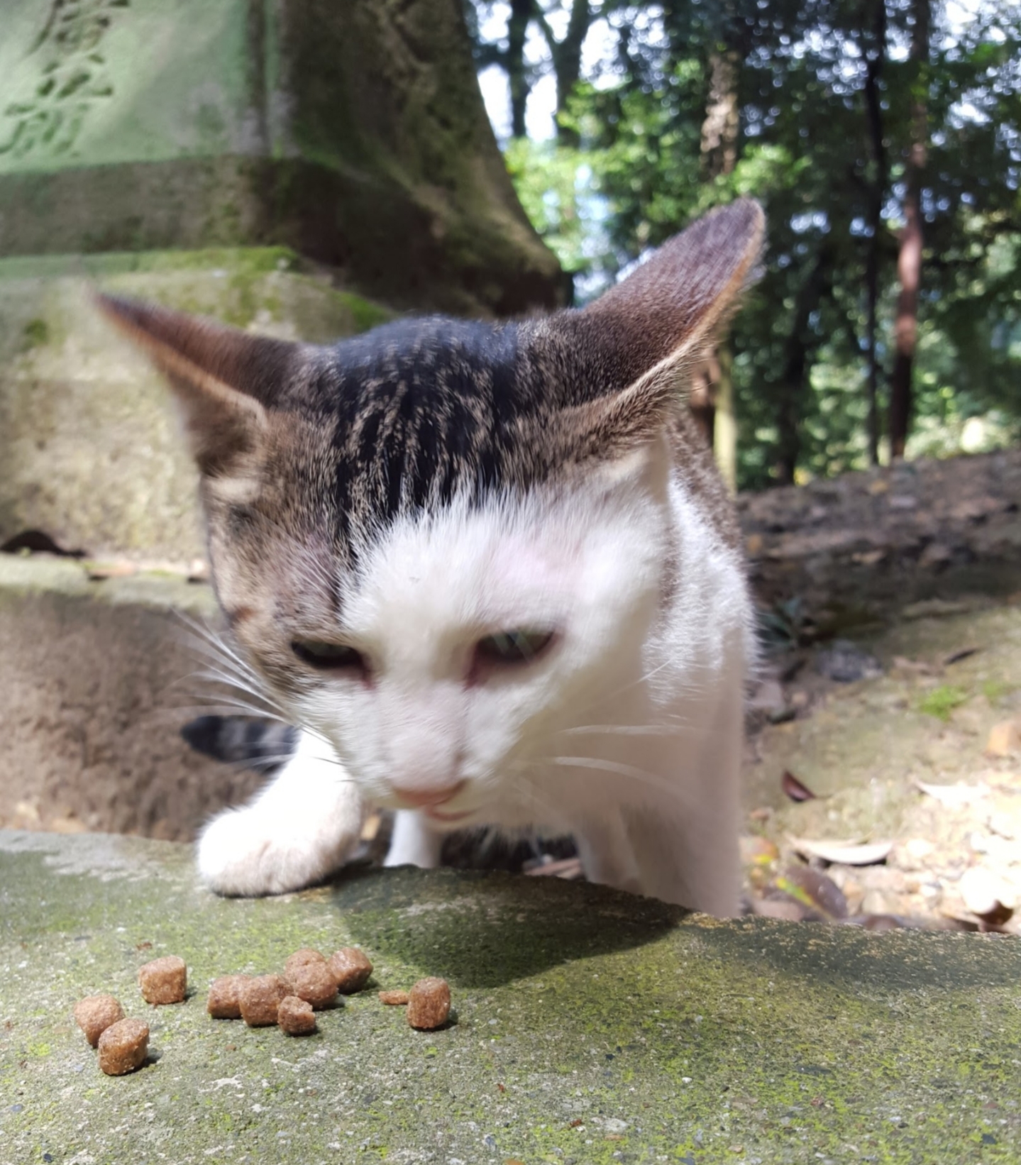 猫